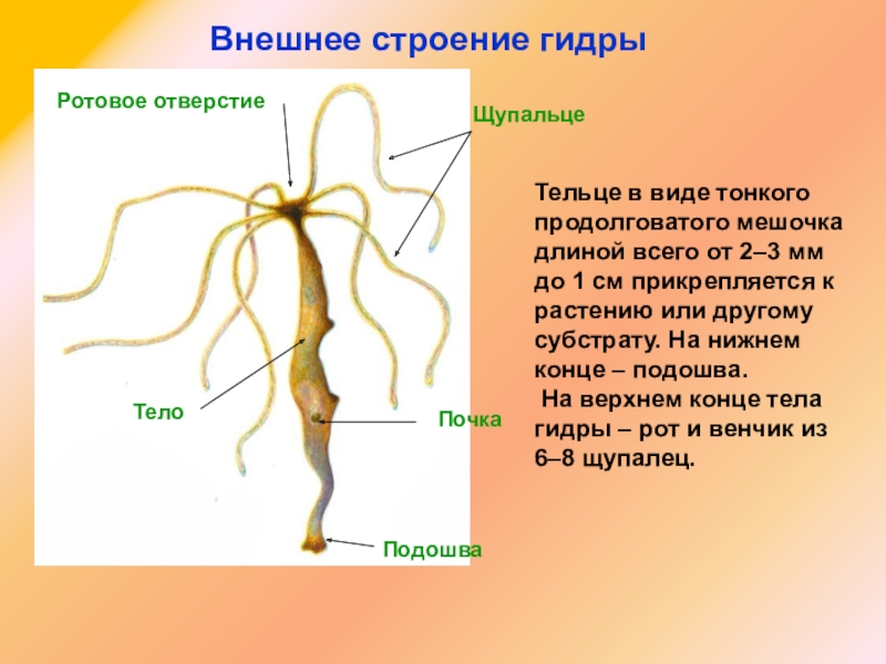 Как зайти на кракен даркнет